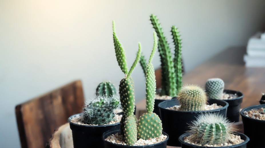 Pestujete doma kaktusy? Takto ich správne zazimujete