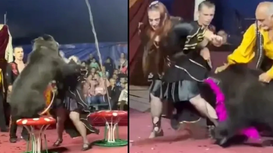 VIDEO: Rodičia s deťmi zažili v cirkuse chvíle hrôzy. Medveď dvakrát napadol krotiteľku