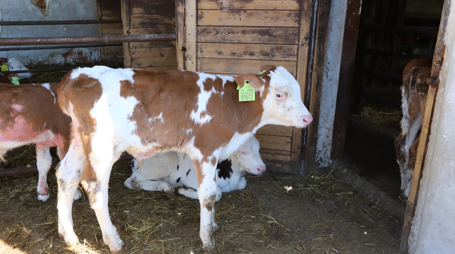 Uhynutá krava v Holandsku mala pozitívny test na chorobu šialených kráv