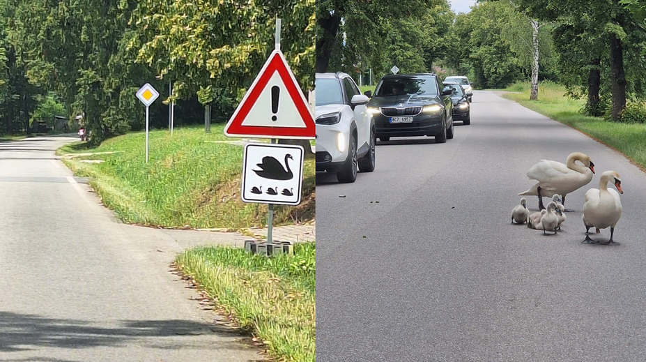 Zaujímavosť z Česka. Labutia rodina sa usadila blízko rušnej cesty, obec preto vyrobila špeciálnu značku