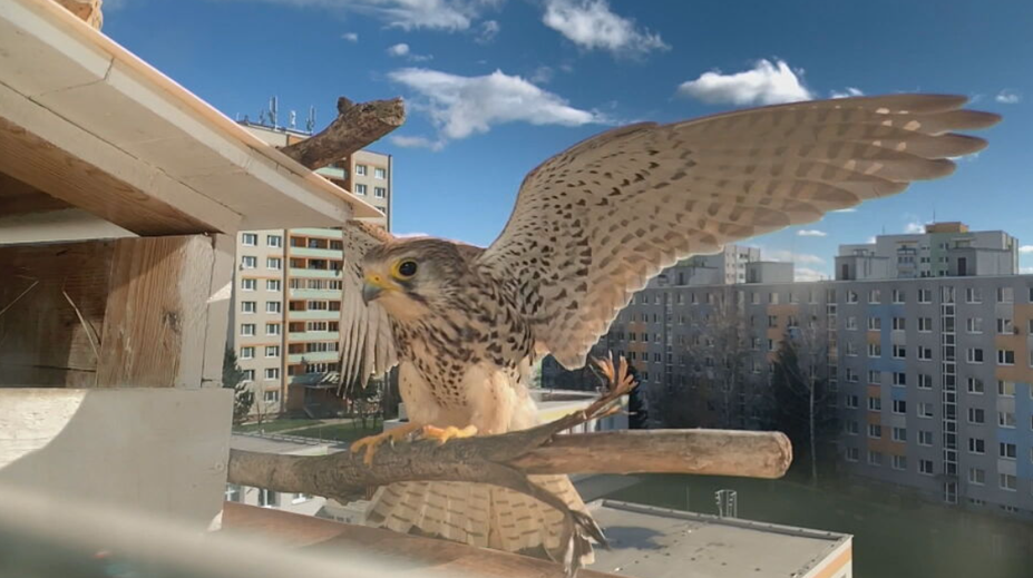 Paráda ako z prírodopisného filmu. Rodine sa na parapete spálne usídlili sokoly