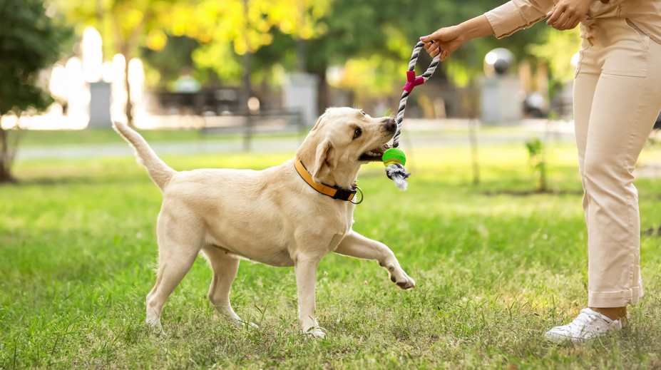 Vedci vysvetľujú, prečo pes vrtí chvostom. Dôvody vás prekvapia