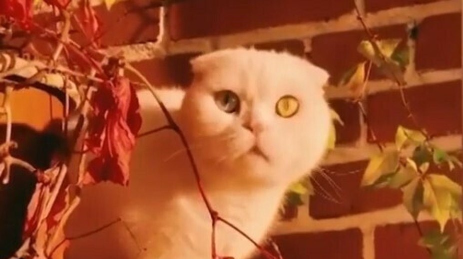 VIDEO: Tohto kocúra si zamilujete. Josef má oči vo farbách švédskej vlajky