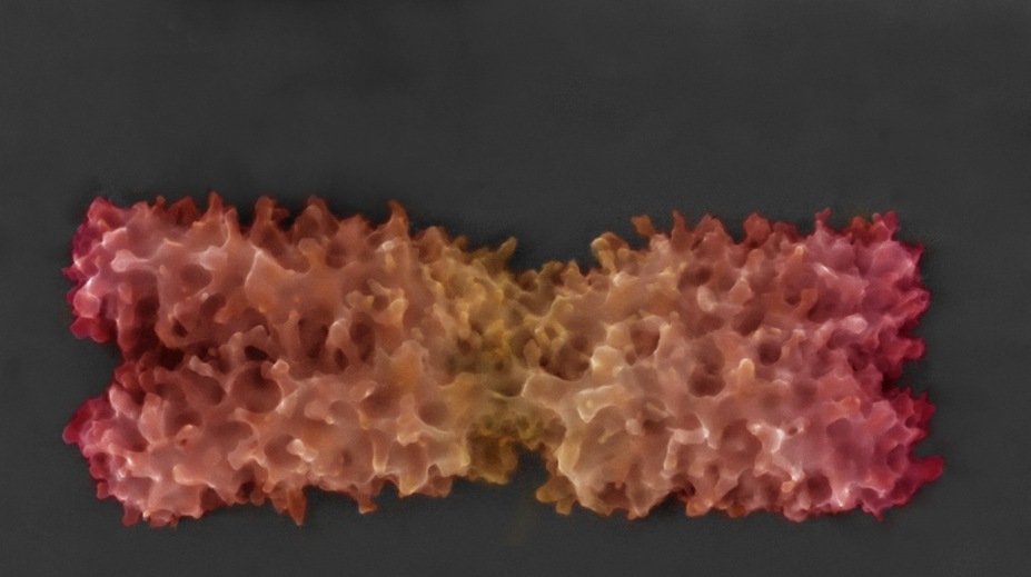 Budú sa prepisovať učebnice biológie? Českí vedci sa pýšia prelomovým objavom