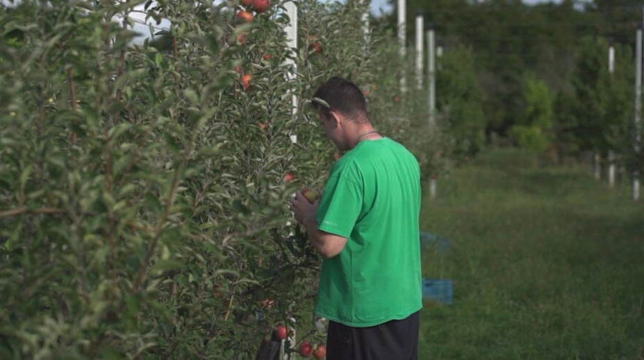Ovocné sady opäť otvárajú brány. Začína sa samozber jabĺk, tento rok skôr, ako je zvykom