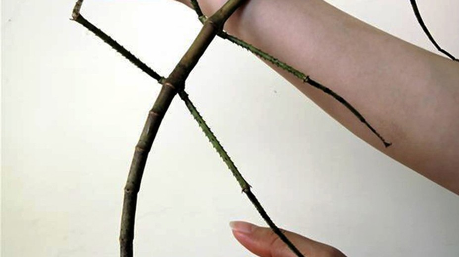 Myslíte si, že sa pozeráte na konár stromu? Omyl!