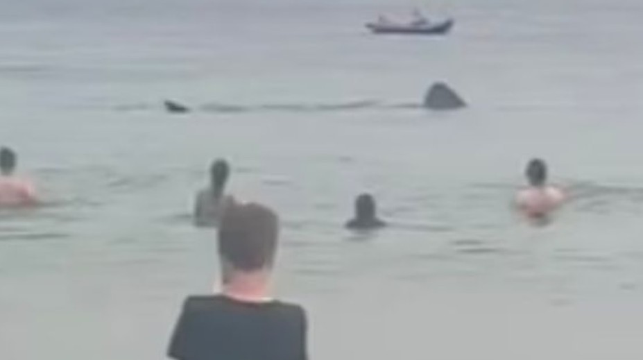 VIDEO: Obrie žraloky desili návštevníkov pláže. Pokojne plávali okolo nich