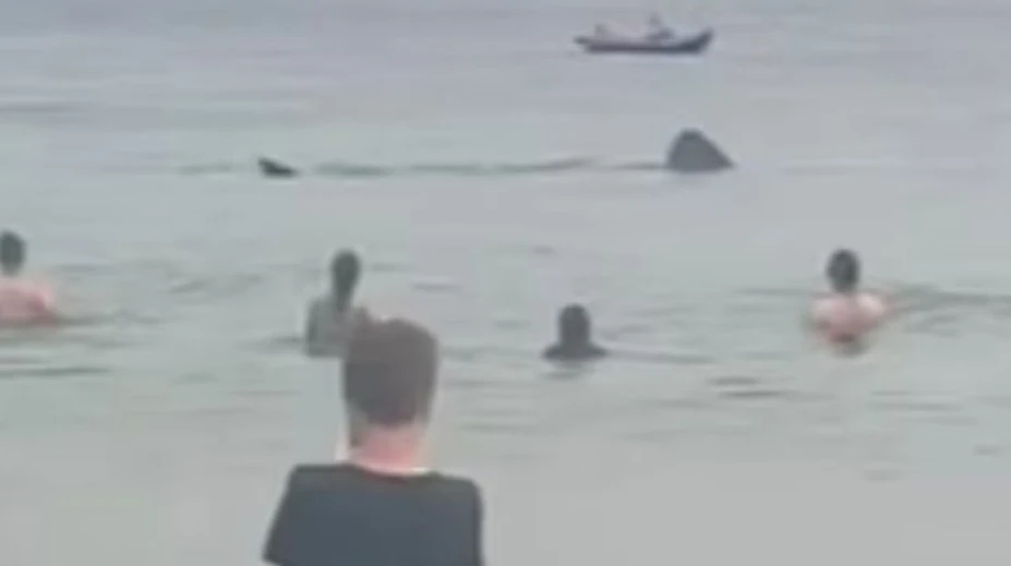VIDEO: Obrie žraloky desili návštevníkov pláže. Pokojne plávali okolo nich