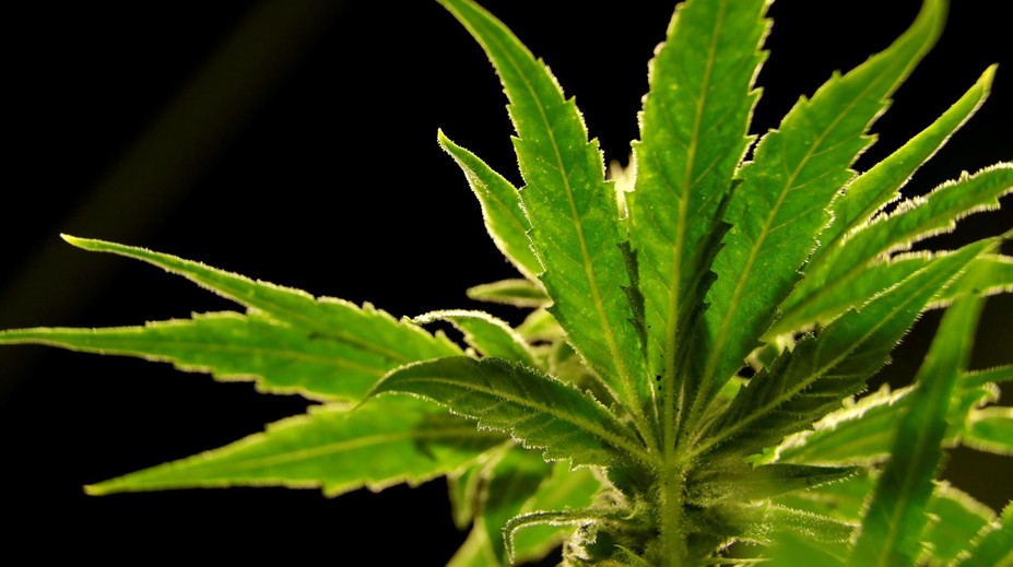 V kukuričnom poli rástlo viac ako 8000 rastlín marihuany. Polícia ich zničila