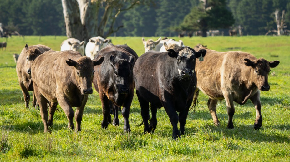 Raketový motor na biometán z kravského hnoja. Japonsko úspešne otestovalo prototyp