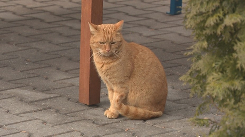 Austrália chce zabiť milióny mačiek. Z lietadiel bude zhadzovať otrávené párky