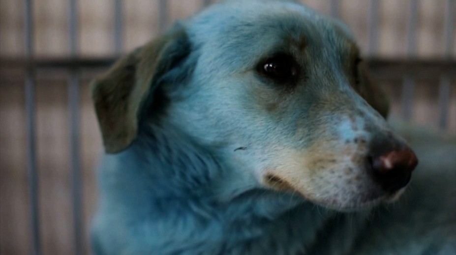 VIDEO: V Rusku odchytili psov s modrou srsťou. Príčina sfarbenia je nejasná