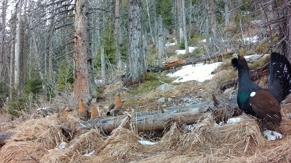 Hlucháňa sme nechránili dostatočne. Stále čakáme, či od Únie dostaneme aj pokutu