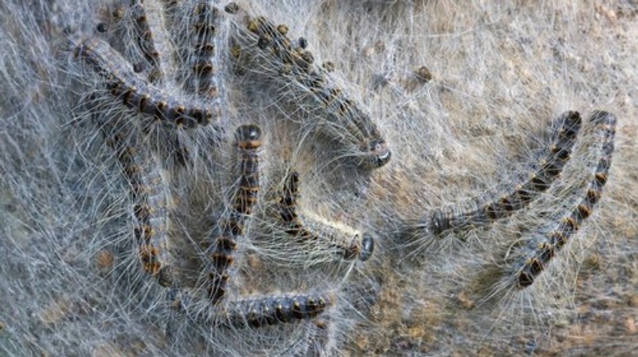 Na juhu Európy bojujú s nebezpečnými húsenicami. Dokážu spôsobiť poriadne zdravotné problémy