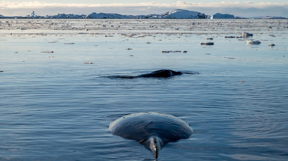 Dánski ekológovia si mysleli, že našli morského hada. Nemohli sa mýliť viac