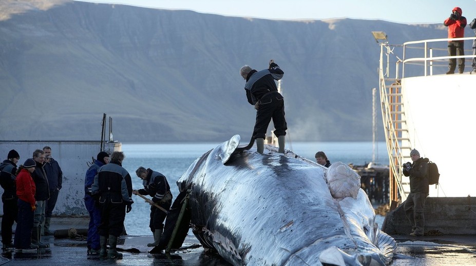 Island pokračuje v krutom love veľrýb. Počas tohtoročnej sezóny ich môžu zabiť až 128