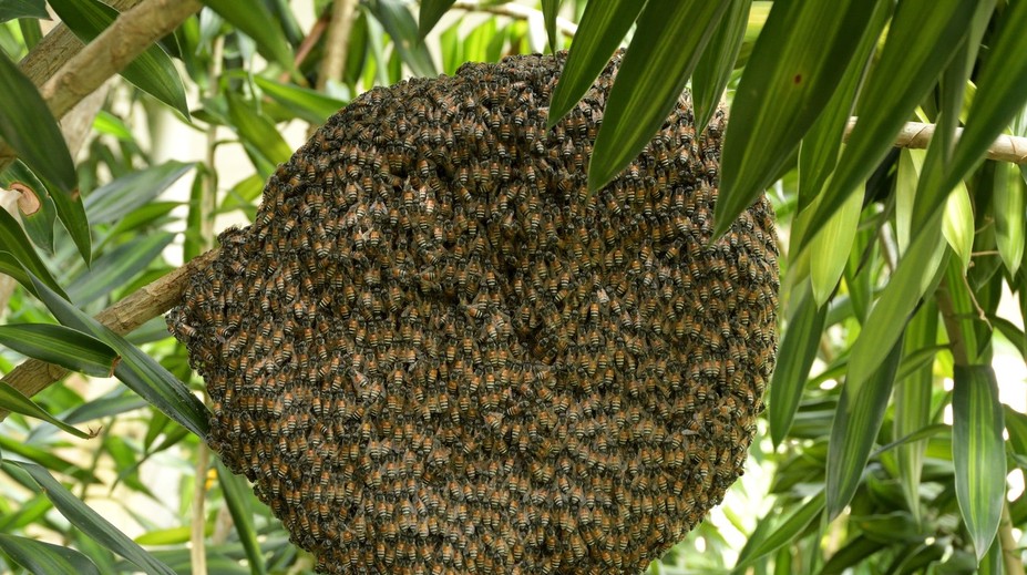 Do Európy sa dostal nový invázny druh včiel z Ázie. Včelári bijú na poplach