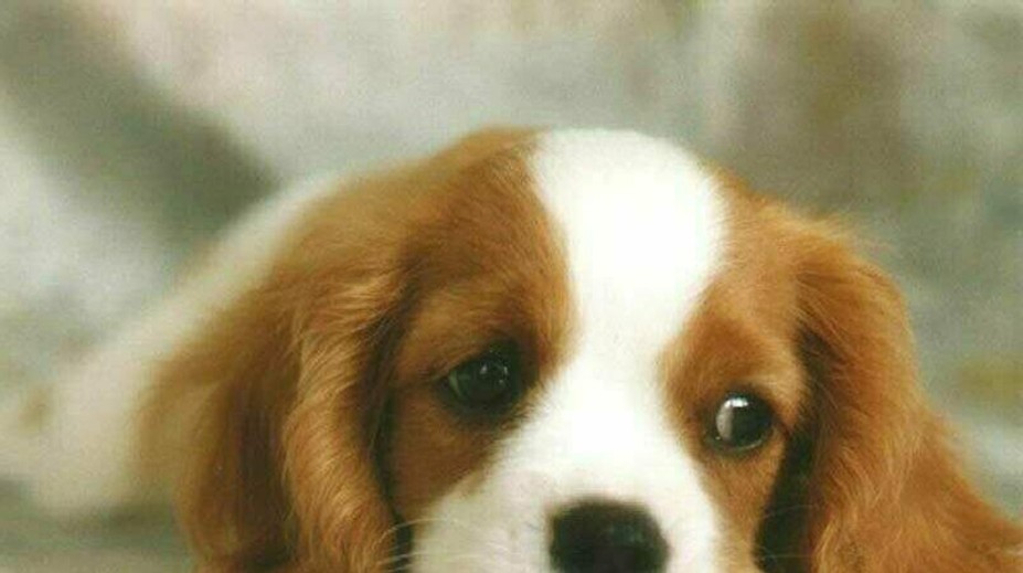 Predvianočné varovania nepomohli, v útulkoch po celom Slovensku pribudli šteňatá