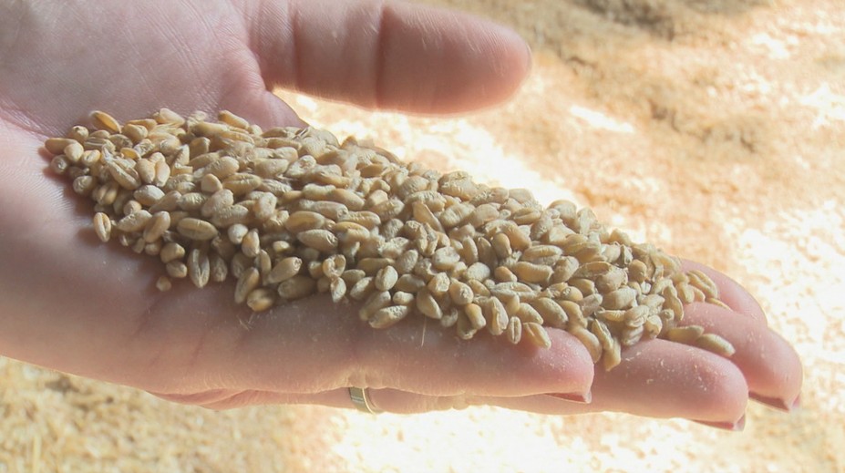 Napätie sa stupňuje. Poľnohospodári pre situáciu ohľadom obilia z Ukrajiny nevylučujú protesty