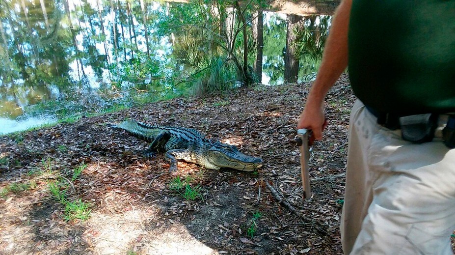 Aligátor zabil ženu, ktorá bola na prechádzke so psom