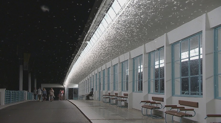 Známy piešťanský most zaplavili podenky. Jedinečný úkaz môžete zažiť len niekoľko dní