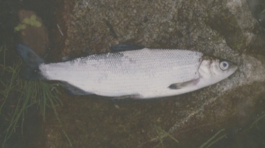 Svet prišiel o živočícha, ktorý žil len vo Vysokých Tatrách