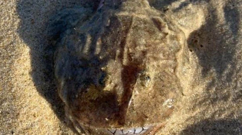 Žena počas prechádzky na pláži natrafila na čudesného tvora. Mal vypúlené oči a tenké zuby