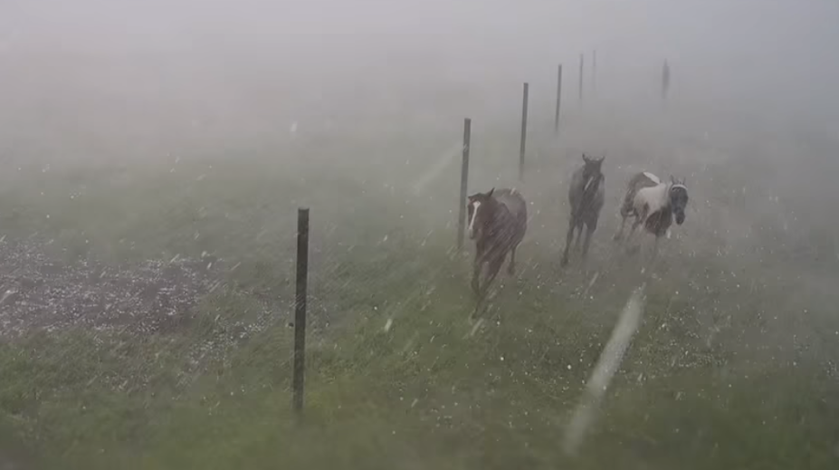 Jazdecká škola v Závadke sa po búrke stala terčom osočovania. Nepoznáte kone, reaguje majiteľka
