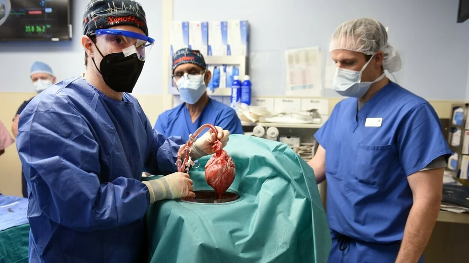 Veľký prielom v medicíne. Mužovi transplantovali srdce z prasaťa