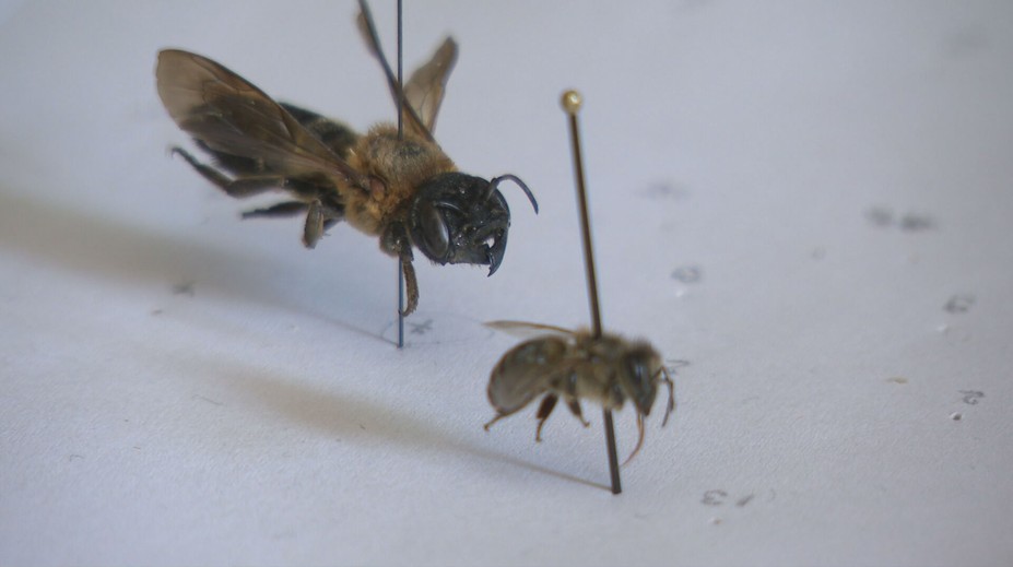 Máme sa báť? Na Slovensku sa objavili obrovské včely, vedci prezrádzajú viac