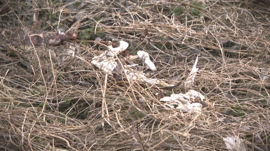 Desiatky mŕtvych zvierat a silný zápach. Objav v blízkosti nádrže Boleráz šokoval poľovníkov i veterinárov