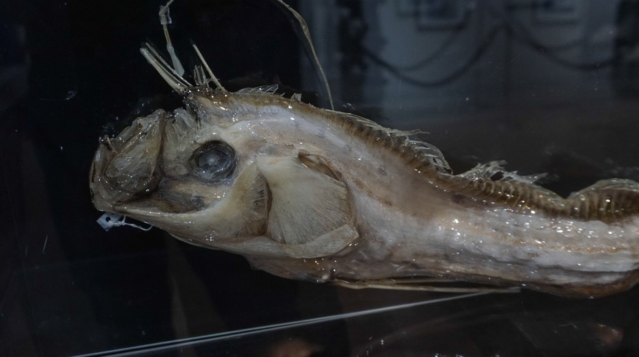 Na pobreží Japonska sa objavili obrovské ryby, tamojší sa boja blížiaceho sa cunami