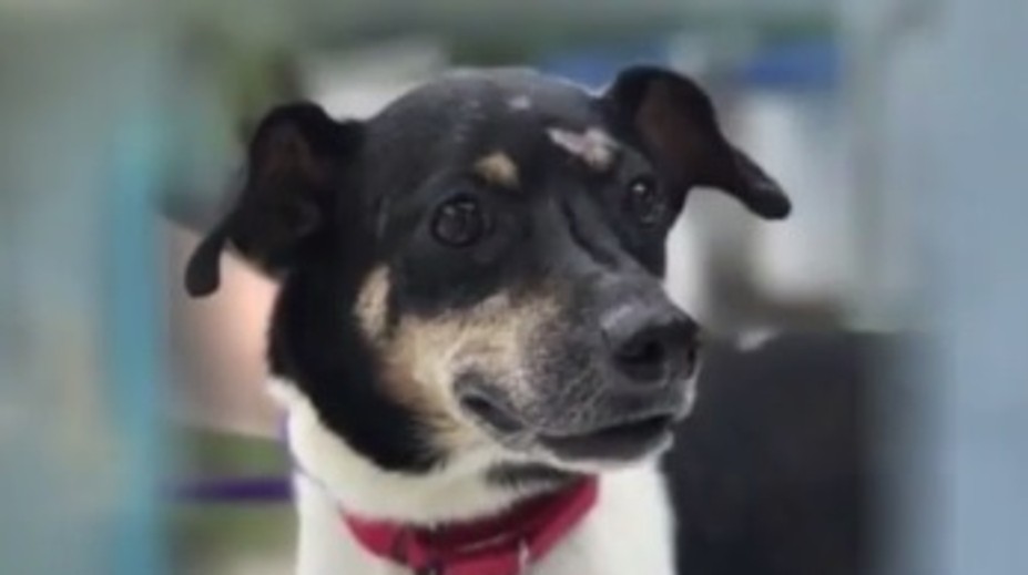 Psík zachránil rodinu z horiaceho pekla, sám pri tom zahynul