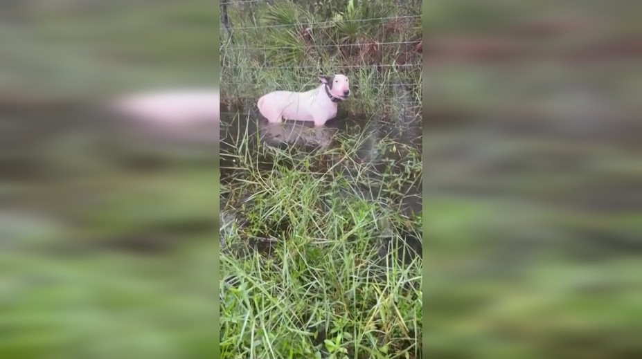 VIDEO: Psa priviazal k plotu a ponechal ho napospas hurikánu. Výhovorka majiteľa nahnevala ľudí ešte viac