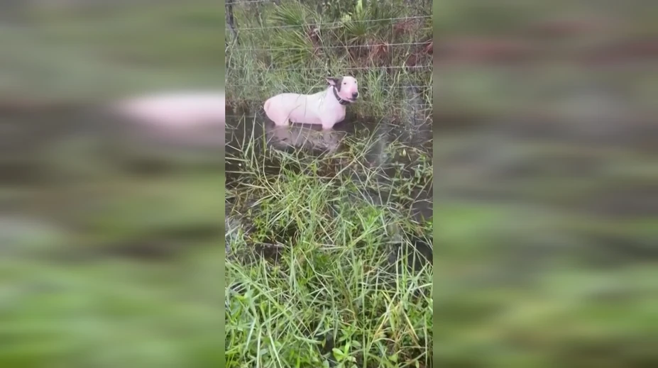 VIDEO: Psa priviazal k plotu a ponechal ho napospas hurikánu. Výhovorka majiteľa nahnevala ľudí ešte viac
