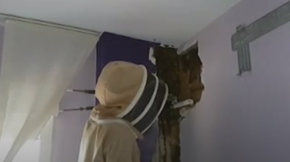 Dva roky počuli v spálni bzučanie: Keď otvorili stenu, našli v nej desaťtisíce včiel