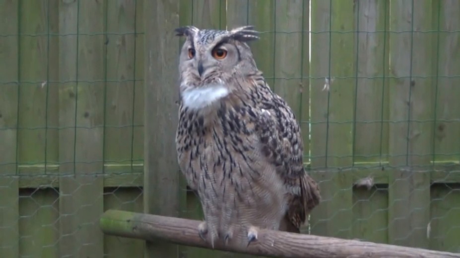 Takéto stretnutie sa nekoná každý deň. Muž v záhrade narazil na vzácneho dravca