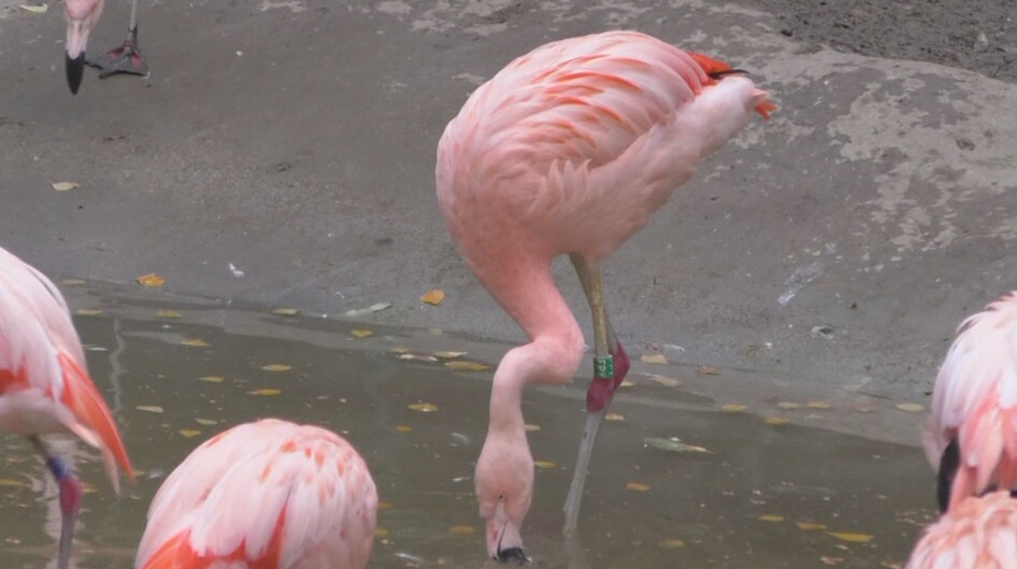 Zomrela legenda ZOO Bojnice. Pamätal si Mečiara aj Husáka, a hoci prišiel o zrak, nevzdal sa a stal sa rekordérom