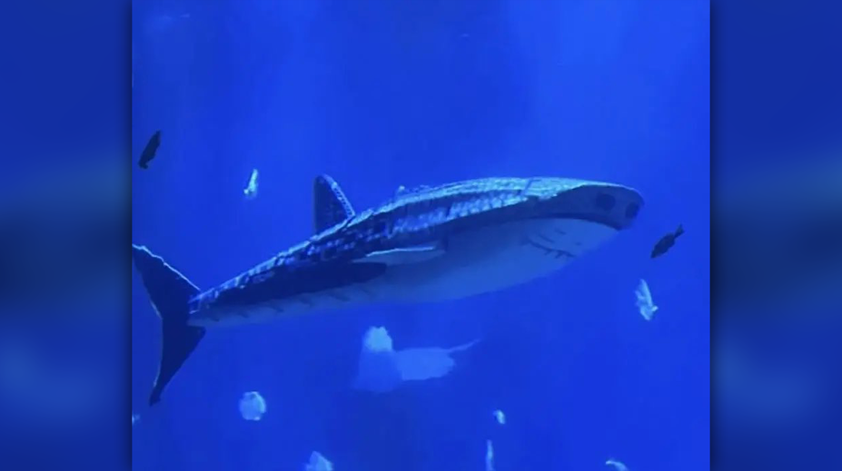 Namiesto žraloka len robotická atrapa. Čínske akvárium čelí rozhorčeniu návštevníkov