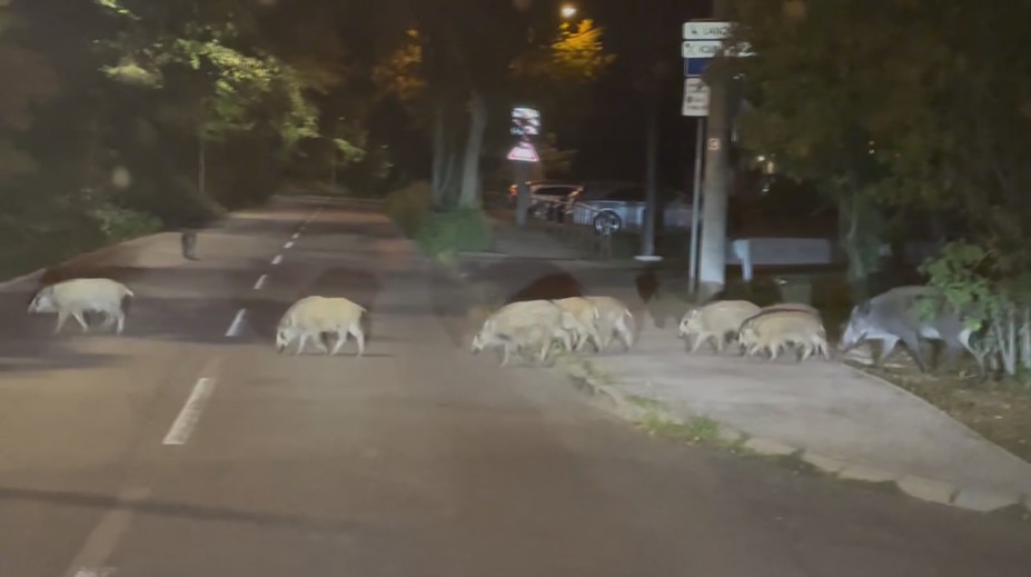 Bratislavu zaplavili skupinky diviakov. Strety s obyvateľmi pribúdajú