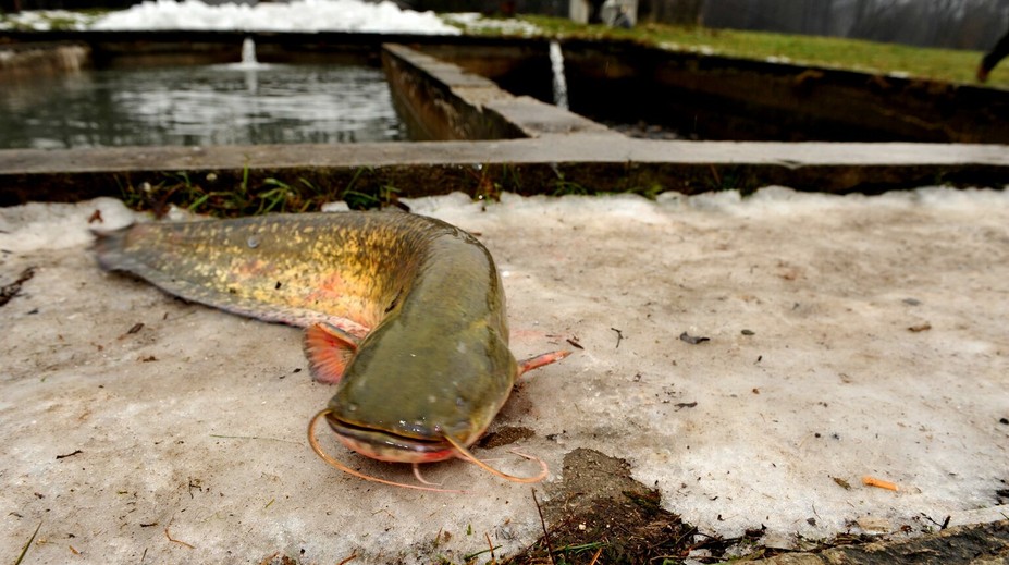 Dvojmetrový sumec pohrýzol v jazere plavkyňu