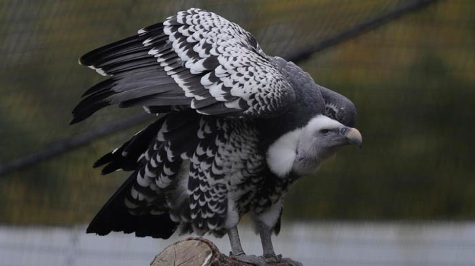 Dvom homosexuálne orientovaným supom sa podarilo vysedieť vajce