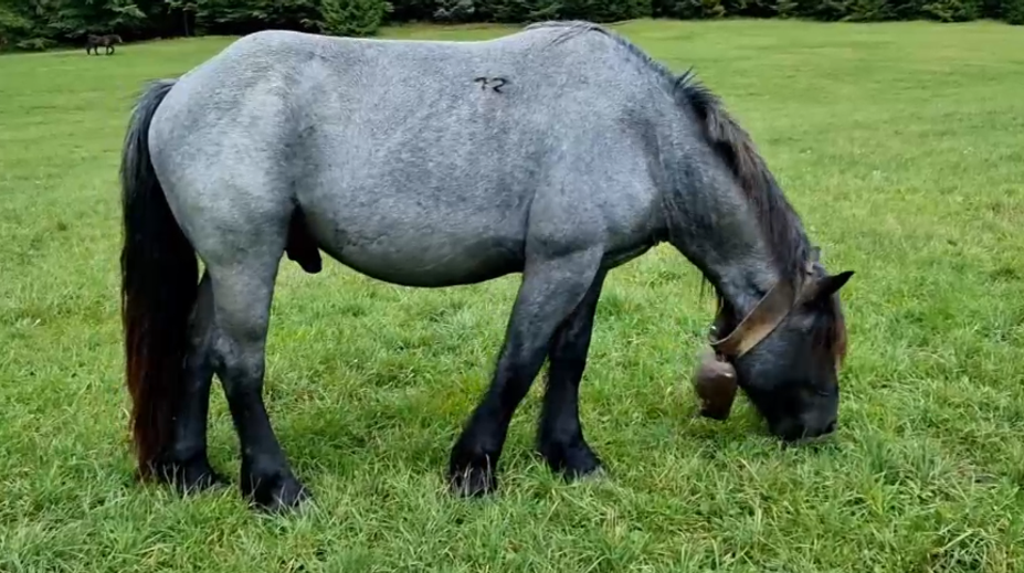 Sťahovanie definitívne nebude. Kone zostávajú v Muránskej planine