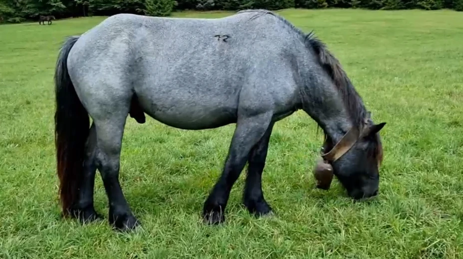 Sťahovanie definitívne nebude. Kone zostávajú v Muránskej planine