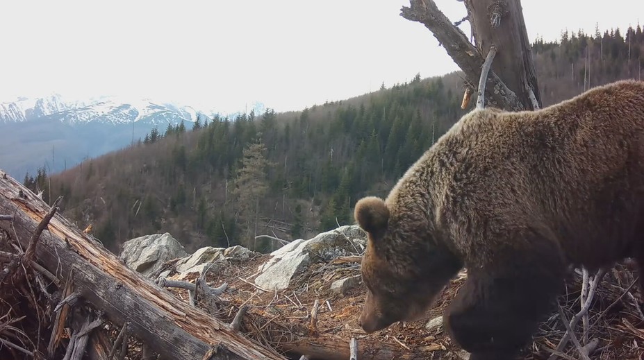 Štátna ochrana prírody vo videu radí, čo robiť pri strete s medveďom. Odborníci to vidia inak