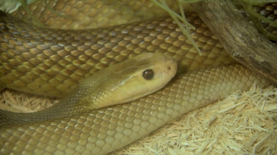 Chovateľa uhryzol nebezpečný had: Protijed nemali ani v českých a slovenských nemocniciach