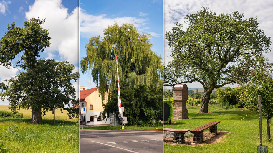 O titul Strom roka 2024 opäť bojuje 12 najzaujímavejších stromov z celého Slovenska (ANKETA)
