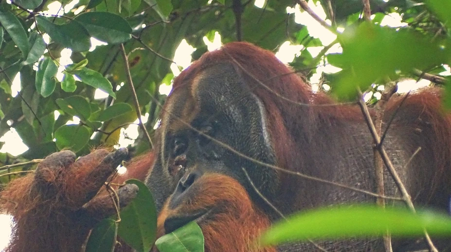 Orangutan prekvapil vedcov schopnosťou, ktorú doteraz pripisovali iba ľuďom