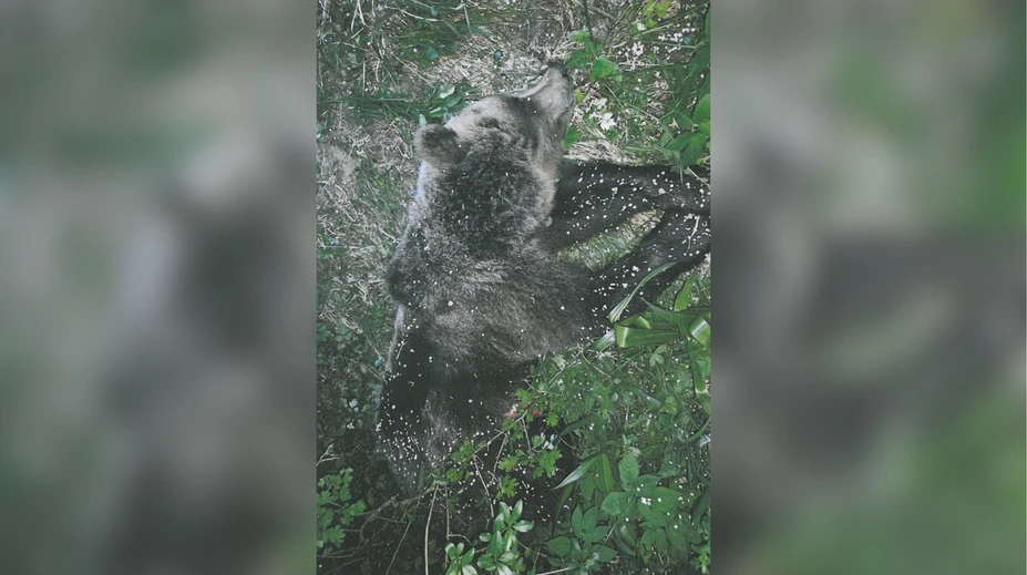 Štátni ochranári dali tento rok odstreliť takmer 50 medveďov. Sprevádzajú to pochybnosti
