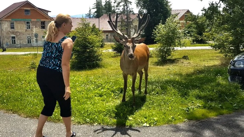 Stratili plachosť a útočia aj na ľudí. Vysoké Tatry čaká odchyt jelenej zveri